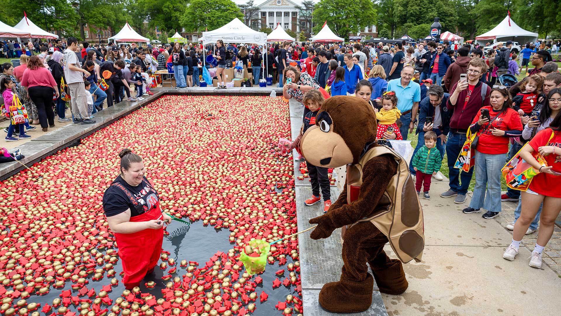 Testudo fishes for toy terrapins in the ODK Fountain on McKeldin Mall on Maryland Day.